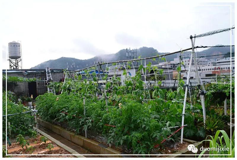 聽(tīng)說(shuō)了嗎，多米居然開(kāi)始搞副業(yè)了？