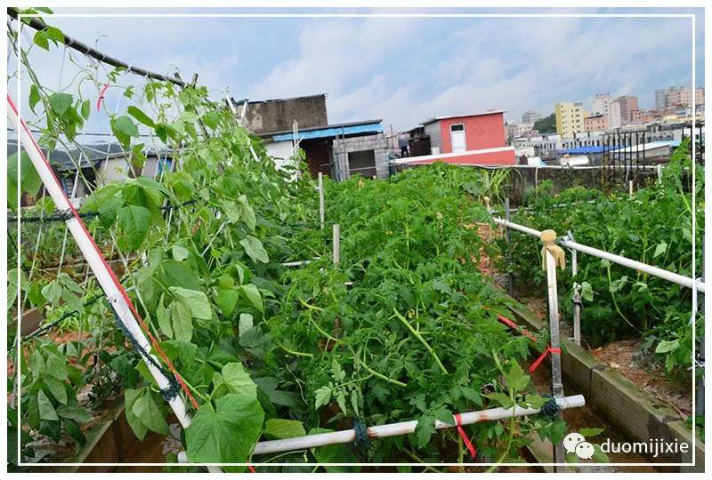 聽(tīng)說(shuō)了嗎，多米居然開(kāi)始搞副業(yè)了？